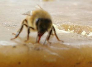 differenza api e vespe